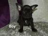 Puppies for sale Germany, Bochum French Bulldog