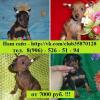Продам щенка Россия, Кострома Карликовый пинчер, цвергпинчер