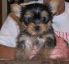 Puppies for sale Germany, Aihvald Yorkshire Terrier