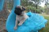 Puppies for sale Germany, Essen Pug
