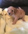 Puppies for sale Germany, Halle Poodle