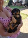 Puppies for sale Germany, Karlsruhe Rottweiler