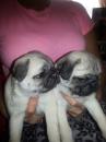 Puppies for sale Canada, Ontario, Toronto Pug