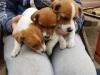 Puppies for sale Canada, British Columbia, Victoria Jack Russell Terrier