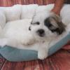 Puppies for sale Canada, British Columbia Shih Tzu