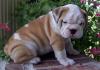 Puppies for sale Cyprus, Limassol English Bulldog