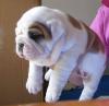 Puppies for sale Cyprus, Limassol , English bulldog puppies