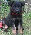 Puppies for sale Cyprus, Limassol German Shepherd Dog