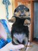 Продам щенка Украина, Черкассы Ротвейлер