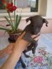 Продам щенка Украина, Луганск Мексиканская голая собачка