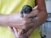 Puppies for sale Cyprus, Limassol Other breed