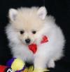 Puppies for sale Cyprus, Limassol Pomeranian Spitz