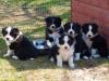 Puppies for sale Belarus, Gomel Border Collie
