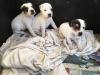 Puppies for sale Kyrgyzstan, Bishkek Jack Russell Terrier