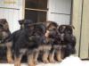 Puppies for sale Russia, Biisk German Shepherd Dog