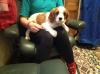Puppies for sale Cyprus, Limassol King Charles Spaniel