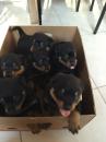 Puppies for sale Kazakhstan, Pavlodar Rottweiler