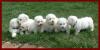 Puppies for sale United Kingdom, Blackburn Bichon