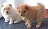Puppies for sale USA, Alabama Chow Chow
