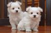 Puppies for sale USA, Alaska Maltese