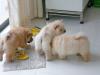 Puppies for sale USA, Alaska Chow Chow
