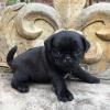 Puppies for sale Cyprus, Limassol Pug