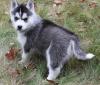 Puppies for sale Cyprus, Limassol , Siberien husky puppies