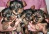 Puppies for sale Russia, Belgorod Yorkshire Terrier