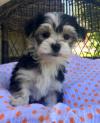 Puppies for sale Greece, Athens Yorkshire Terrier, morkie