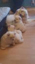 Puppies for sale Cyprus, Limassol Chow Chow