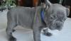 Puppies for sale Cyprus, Limassol French Bulldog