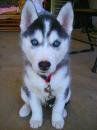 Puppies for sale Cyprus, Limassol Haski