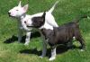 Puppies for sale Cyprus, Limassol Bull Terrier