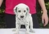 Puppies for sale Cyprus, Limassol Dalmatian