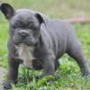 Puppies for sale Cyprus, Limassol French Bulldog