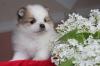 Продам щенка Россия, Новосибирск Померанский шпиц, карликовый, monicawhite464@gmail.com