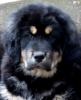Продам щенка Россия, Москва Тибетский мастиф