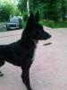 Найдена собака Россия, Орехово-зуево , не знаем