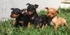 Puppies for sale Cyprus, Limassol Doberman