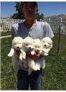 Puppies for sale Cyprus, Limassol Samoyed dog (Samoyed)