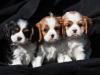 Puppies for sale Cyprus, Limassol King Charles Spaniel