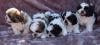 Puppies for sale Cyprus, Limassol Shih Tzu