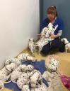 Puppies for sale Cyprus, Limassol Dalmatian