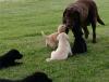Puppies for sale Cyprus, Limassol Labrador Retriever