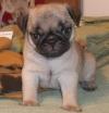 Puppies for sale Cyprus, Limassol Pug