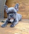 Puppies for sale Cyprus, Limassol French Bulldog