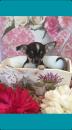 Puppies for sale Cyprus, Limassol Chihuahua
