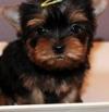 Puppies for sale Cyprus, Limassol Yorkshire Terrier