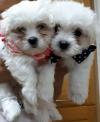 Puppies for sale Cyprus, Limassol Maltese