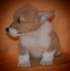 Puppies for sale Cyprus, Limassol Other breed